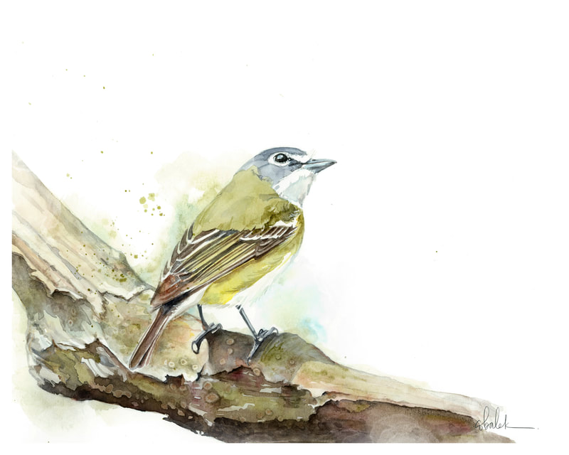 Blue-headed Vireo on a mossy branch original watercolour  painting by Christy Obalek 