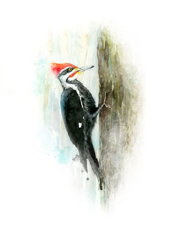 Pileated Woodpecker on a tree original watercolour  painting by Christy Obalek 