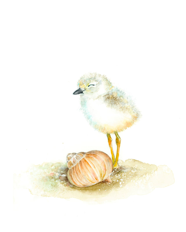 Curious piping plover shorebird  chick with shell on the beach original watercolour bird painting by Christy Obalek 