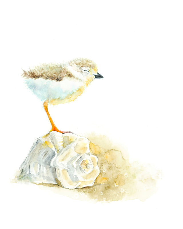 Curious piping plover shorebird  chick with shell on the beach original watercolour bird painting by Christy Obalek 