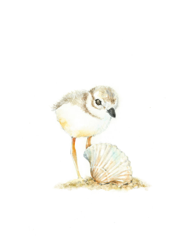 Piping Plover chick with shell on the beach watercolour painting by Christy Obalek 