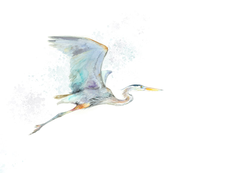 Great Blue Heron flying watercolour painting by Christy Obalek