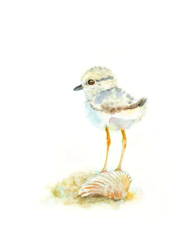 Curious piping plover shorebird peep chick with shell on the beach original watercolour bird painting by Christy Obalek 