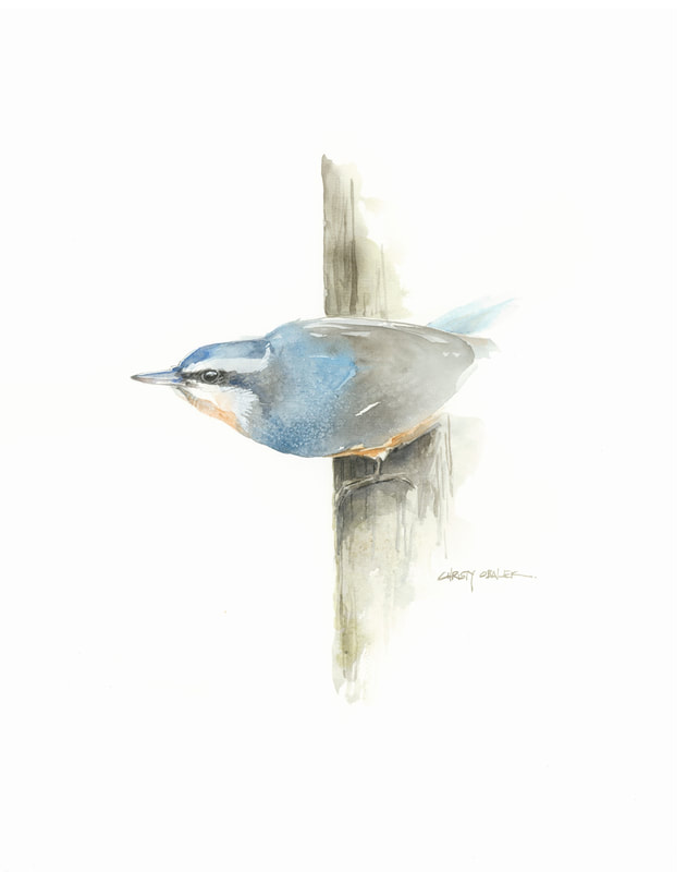 Nuthatch painting 