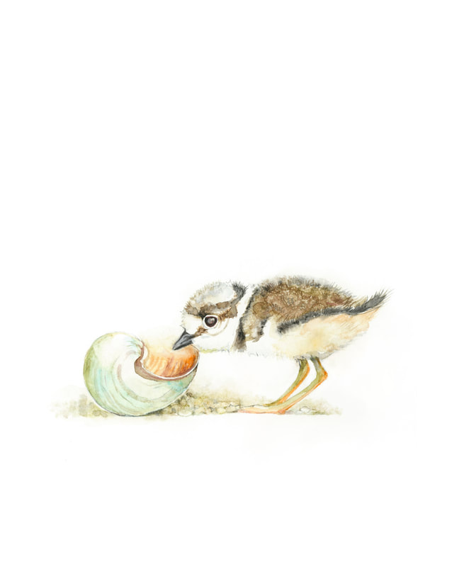 Curious killdeer shorebird  chick with shell on the beach watercolour painting by Christy Obalek 
