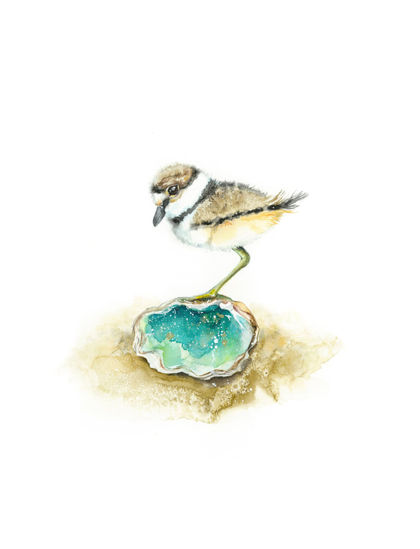 Killdeer sandpiper plover peep chick with shell on the beach original watercolour bird painting by Christy Obalek 