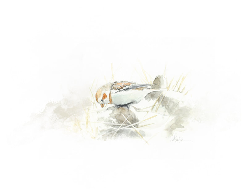 Snow Bunting in a corn field original watercolour painting by Christy Obalek 