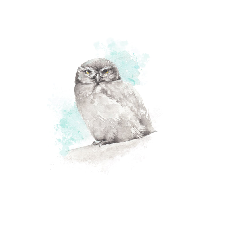 New Zealand little owl watercolour painting by Christy Obalek 