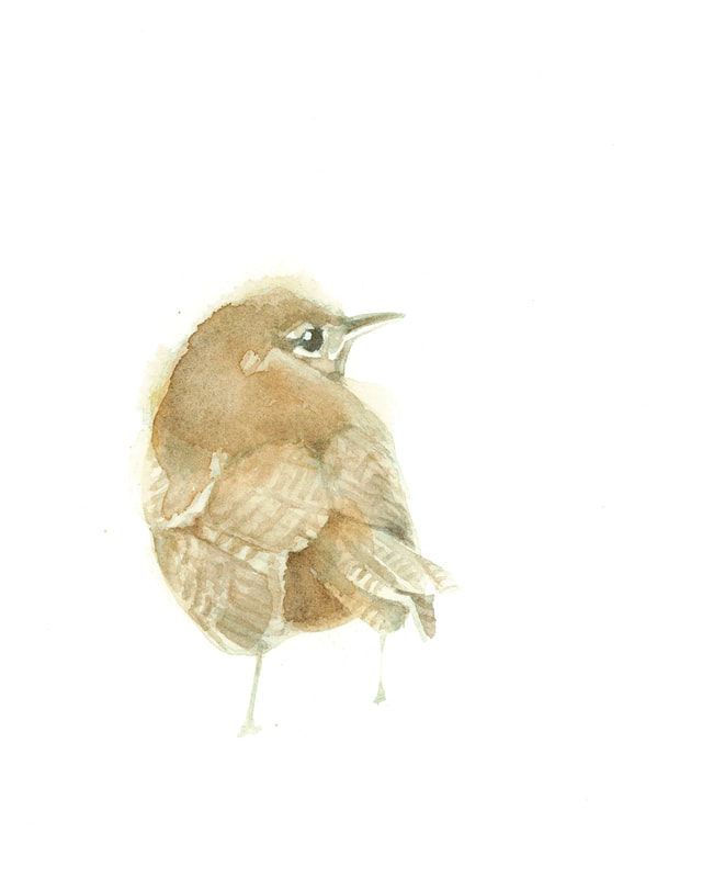 House wren watercolour painting by Christy Obalek